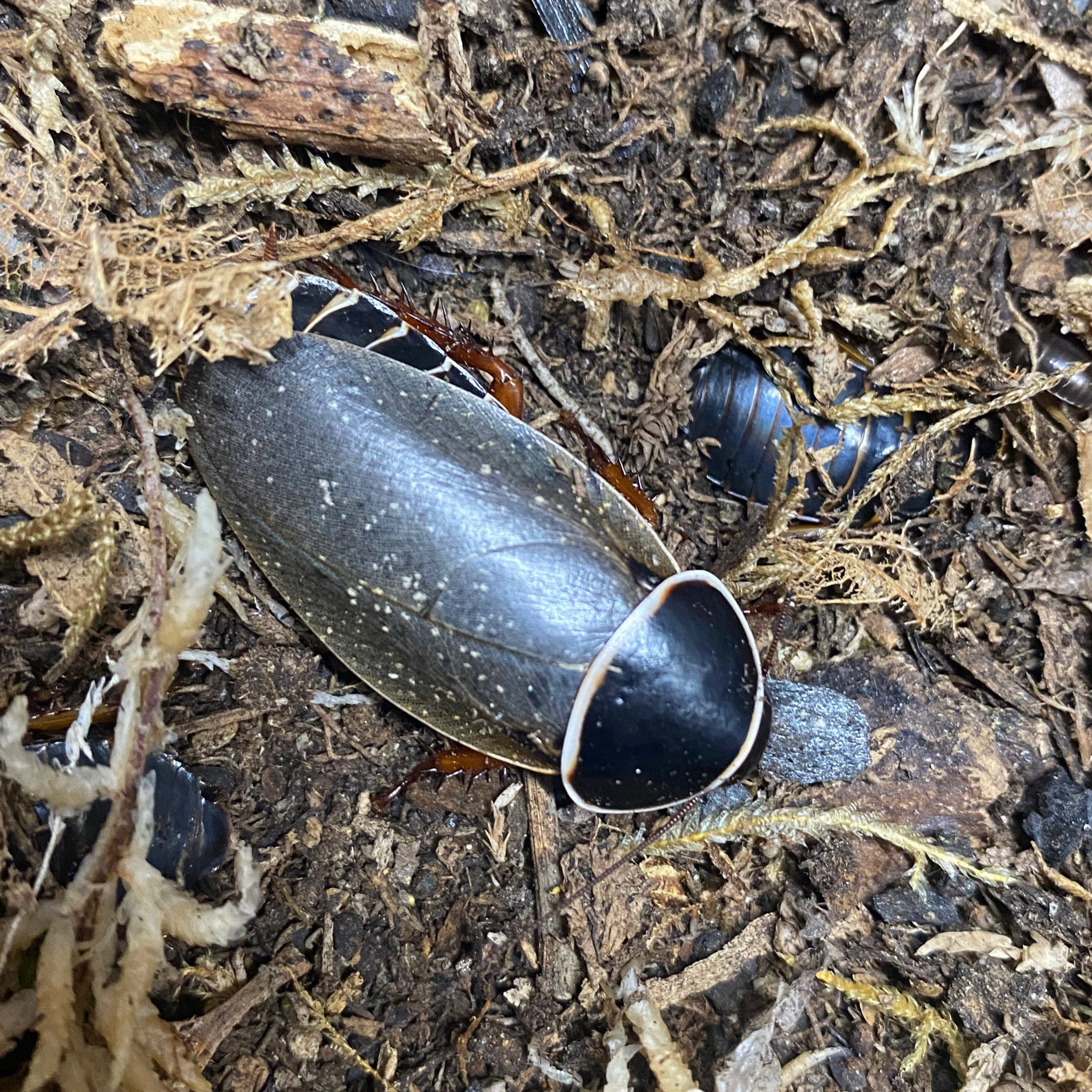 Extinct Roach, Simandoa conserfariam RollyPolliesonaroll